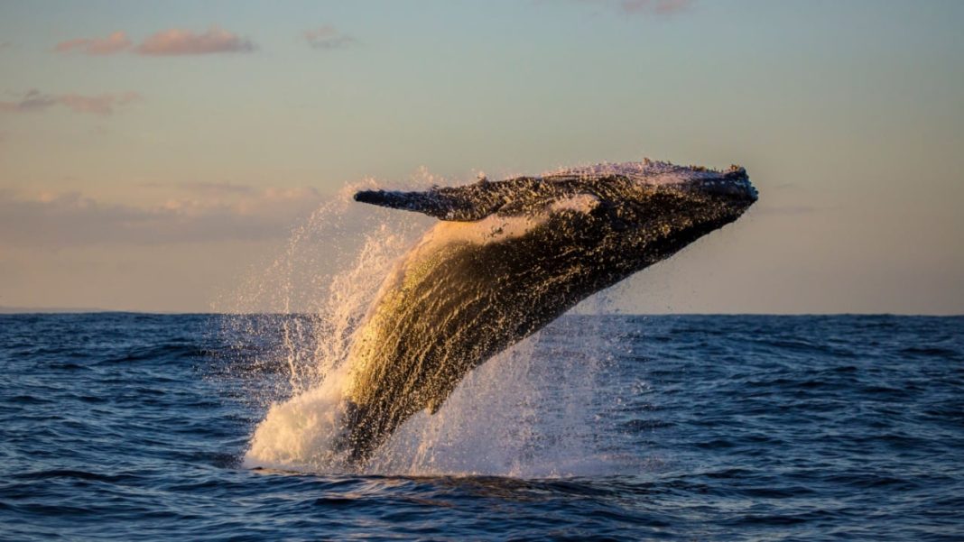 Bitcoin Mega Whale Resurfaces, JPMorgan Expects BTC Price to Drop, Bitcoin Cash Soars 40%, and More — Week in Review – The Weekly Bitcoin News