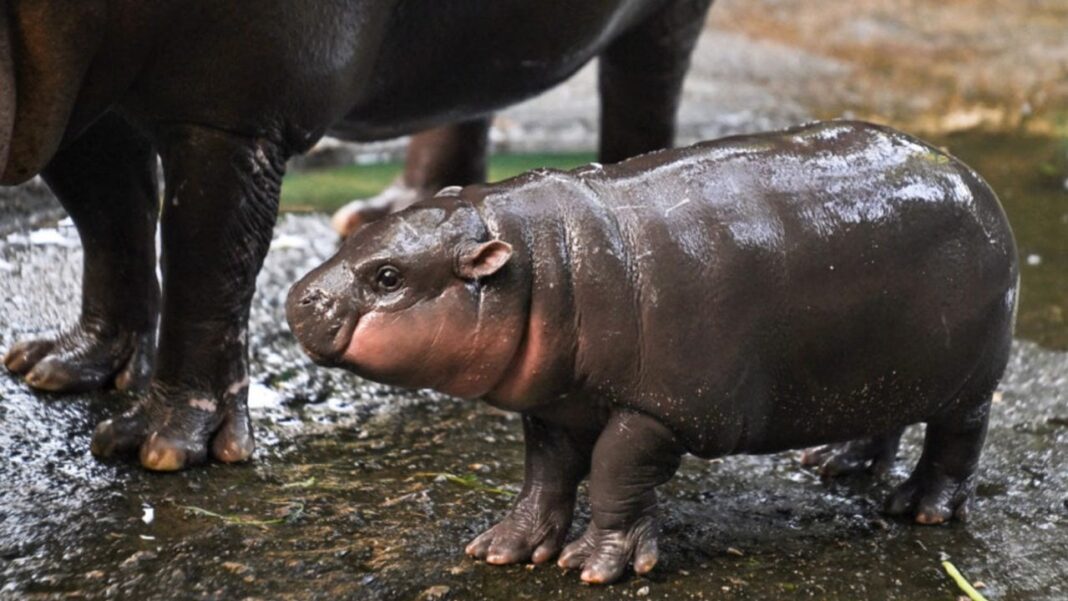 Adorable Baby Hippo Inspires Moo Deng Token — Soars 1,398% in a Week – Markets and Prices Bitcoin News