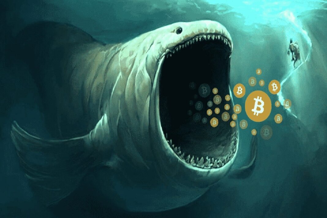 Bitcoin Whales Are Accumulating Again, Is Price Rebound Ahead?